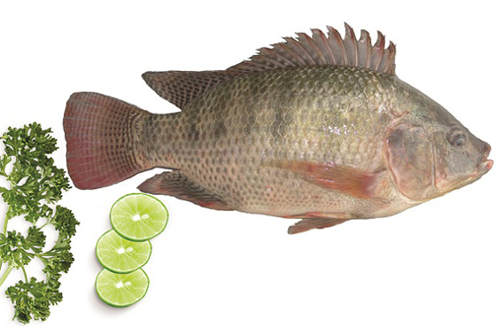 Tilapia WR